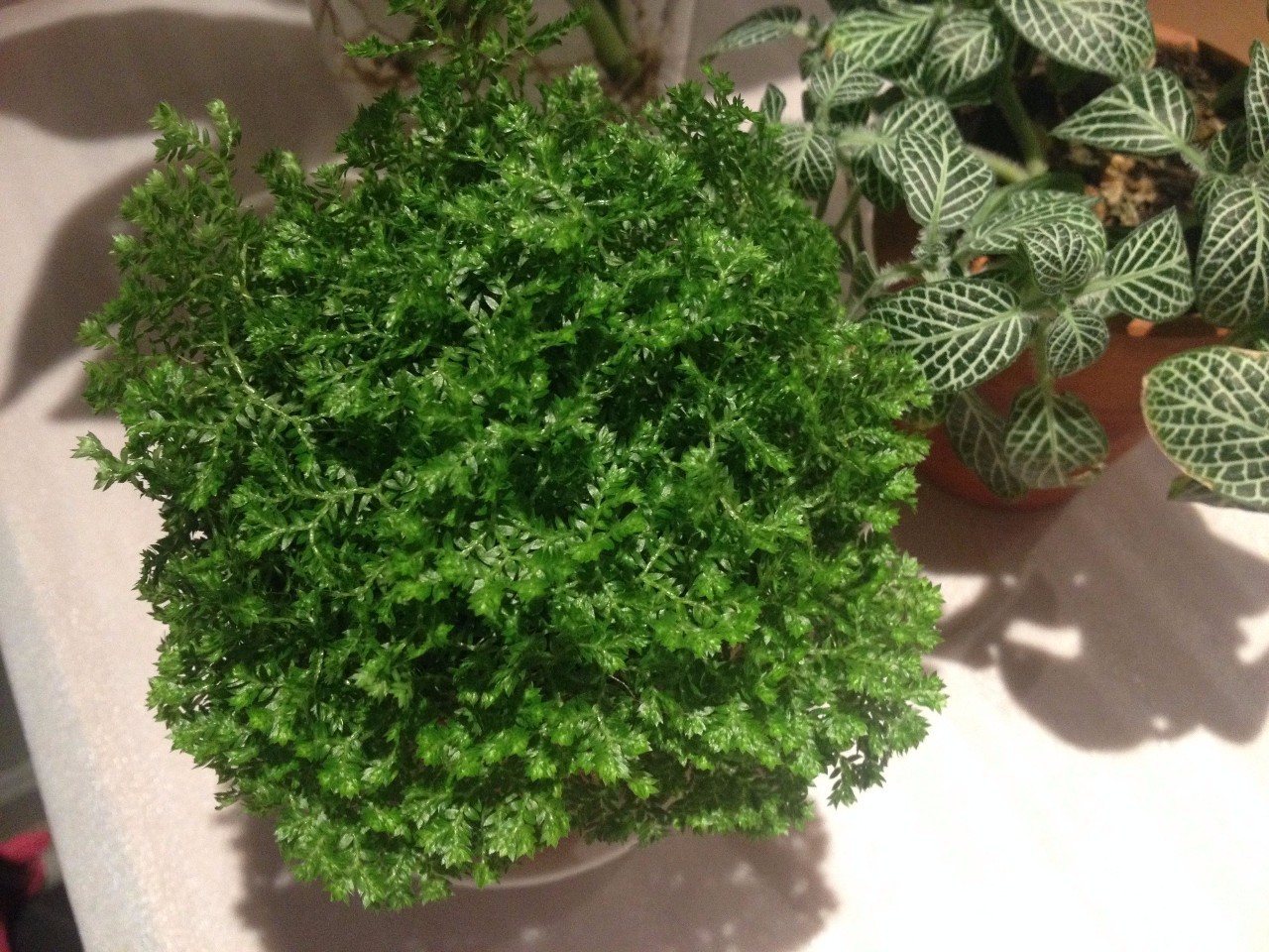 怎么除甲醛靠得牢？竹炭、植物成***“騙局”