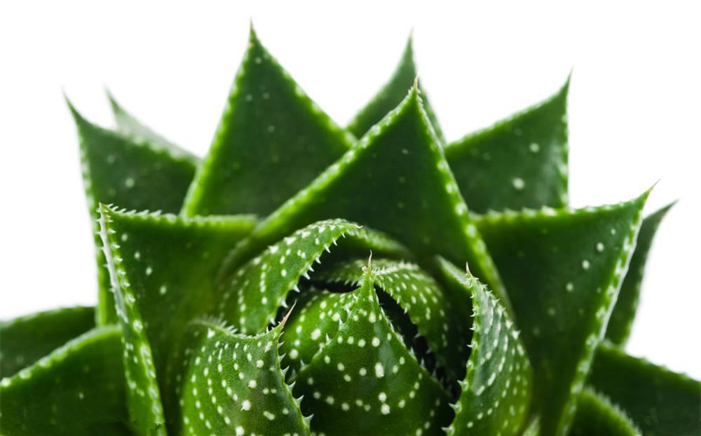 記住這四條規則，巧用植物甲醛治理！