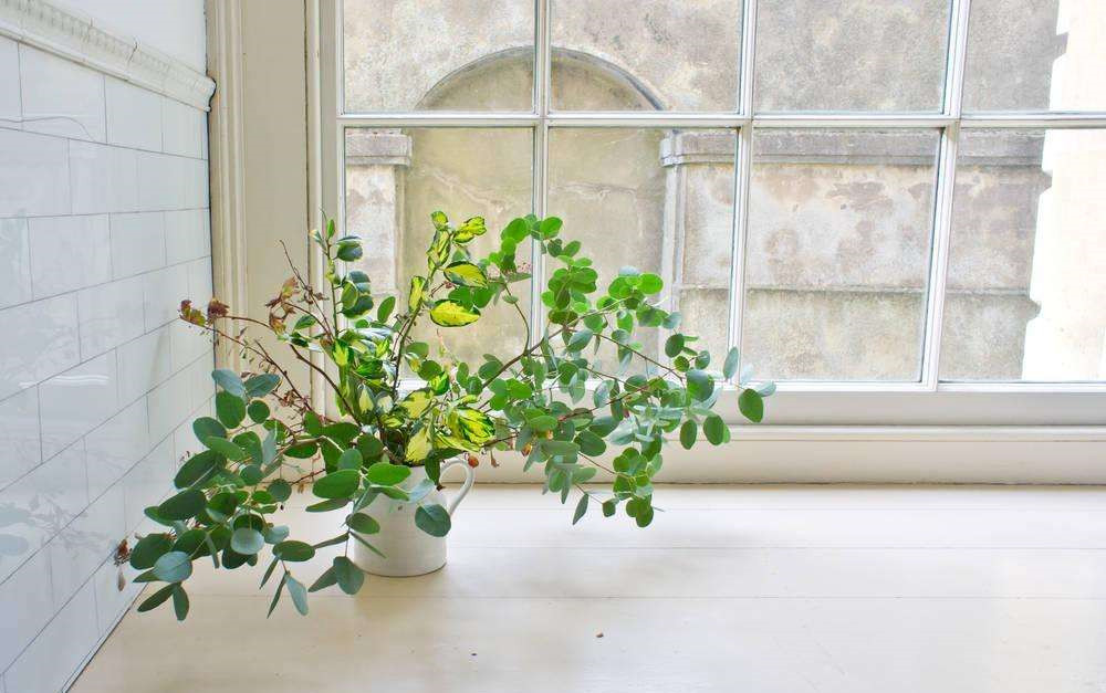 長春藤可吸收甲醛,蘆薈在晚上可吸收二氧化碳進行治理 長春藤可吸收甲醛,蘆薈在晚上可吸收二氧化碳進行治理