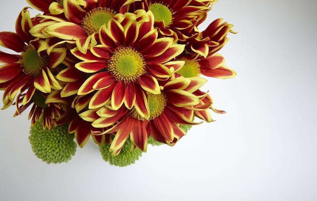 除甲醛的植物有哪些?為了家人趕緊來看看(值得收藏)! 除甲醛的植物有哪些?為了家人趕緊來看看(值得收藏)!