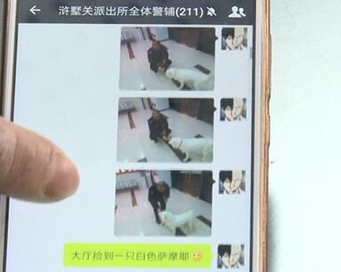 有問題找警察，薩摩耶派出所報案，不注意這件事，對狗狗致命，警察蜀黍卻幫不上忙！