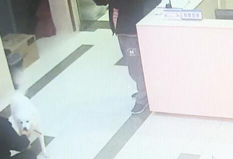 有問題找警察，薩摩耶派出所報案，不注意這件事，對狗狗致命，警察蜀黍卻幫不上忙！