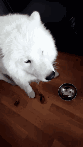 有問題找警察，薩摩耶派出所報案，不注意這件事，對狗狗致命，警察蜀黍卻幫不上忙！