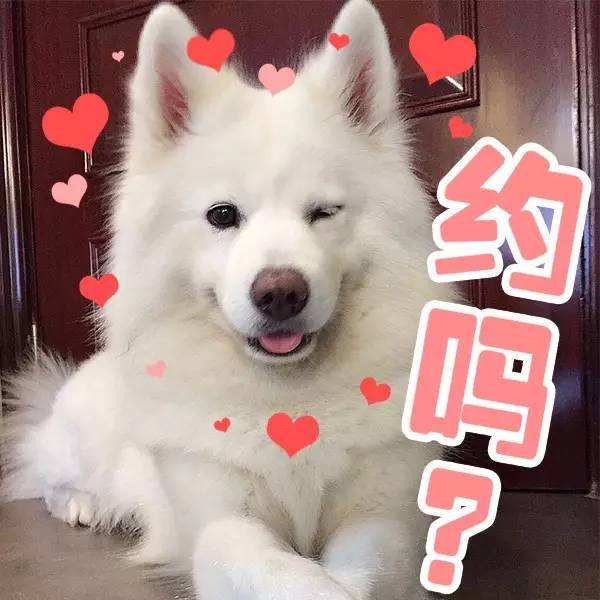 有問題找警察，薩摩耶派出所報案，不注意這件事，對狗狗致命，警察蜀黍卻幫不上忙！