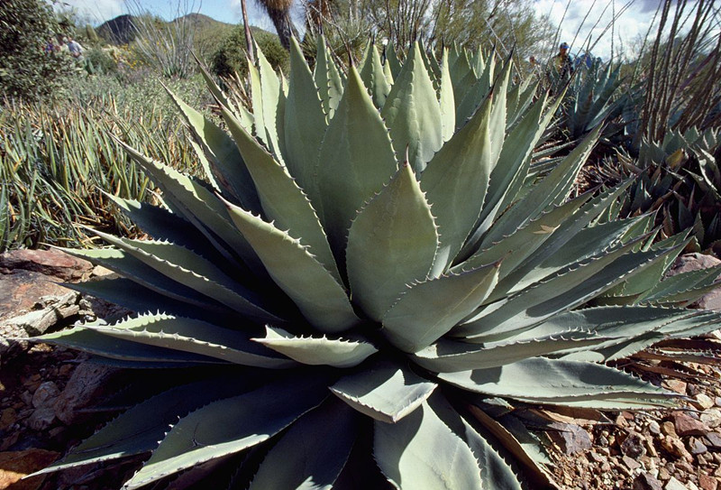 綠色植物大作戰，顏值***的凈化空氣方法