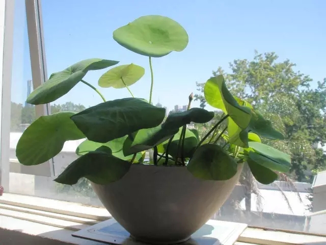 甲醛超標(biāo)怎么辦？這些簡單小方法完爆活性炭