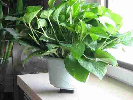 日常除甲醛會有的常見的誤區 日常除甲醛會有的常見的誤區