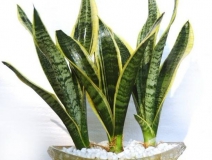 除甲醛最好用哪些植物？