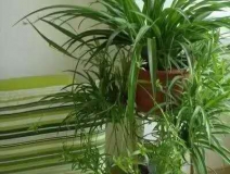 除甲醛，竹炭綠植不給力