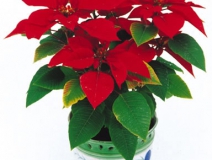 甲醛治理是找除甲醛公司還是自己做好？