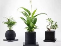 怎么甲醛治理靠得牢？竹炭、植物成最大“騙局”