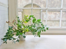 長春藤可吸收甲醛，蘆薈在晚上可吸收二氧化碳進行治理