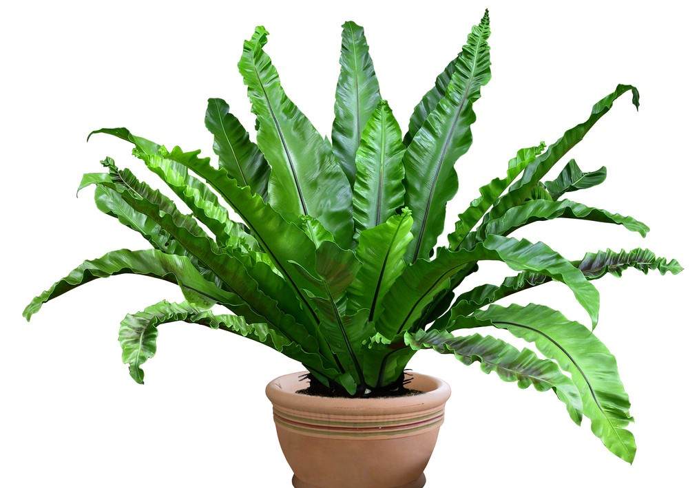 新居巧用綠植進(jìn)行甲醛治理 新居巧用綠植進(jìn)行甲醛治理